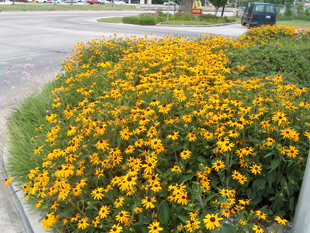 Online Plant Guide Rudbeckia fulgida var. sullivantii 'Goldstrum' / Orange Coneflower